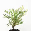 Grevillea Lana Maree