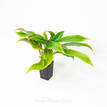Philodendron Dwarf Clumping