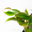 Philodendron Dwarf Clumping