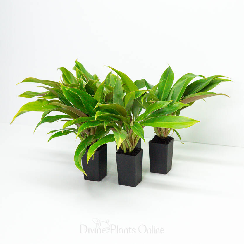 Philodendron Dwarf Clumping