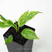 Spathiphyllum Ishimi (Variegated)