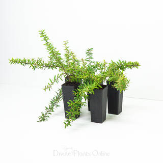 Grevillea Canterbury Gold