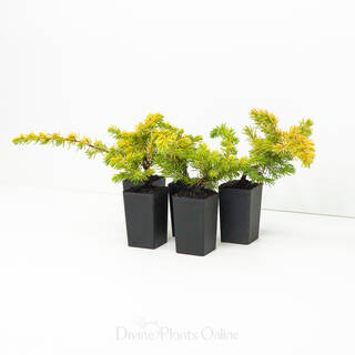 Juniperus conferta All Gold