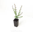 Leptospermum scoparium Ballerina