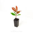 Photinia fraserii Red Robin