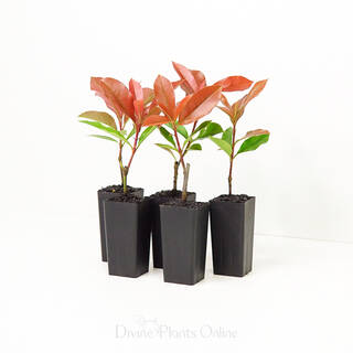 Photinia fraserii Red Robin