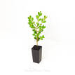 Buxus microphylla japonica