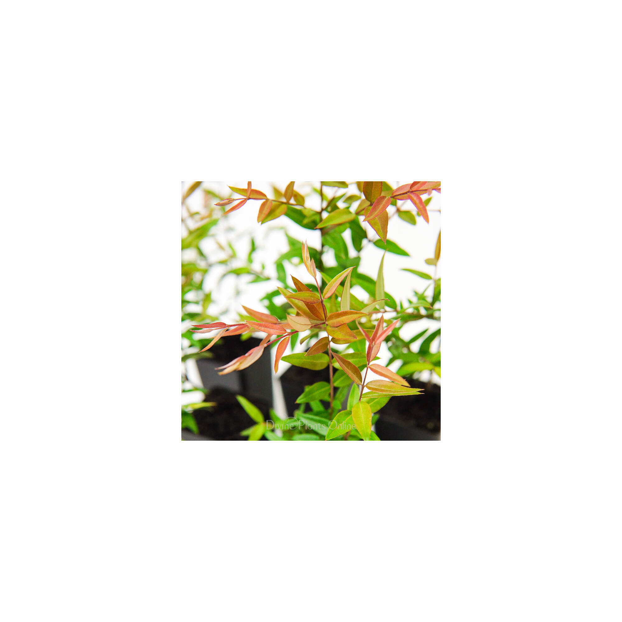 Austromyrtus tenuifolia "Midginberry" Divine Plants Online Shop