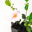 Camellia sasanqua Russhay