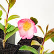 Camellia sasanqua Something Special