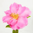 Camellia hiemalis Showa-No-Sakae