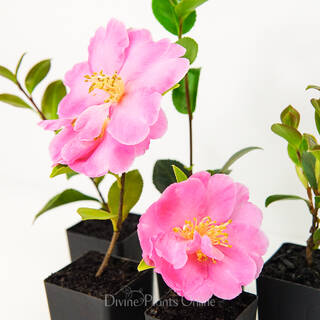 Camellia hiemalis Showa-No-Sakae