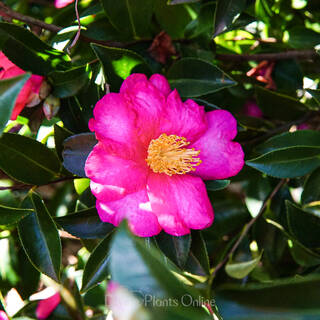 Camellia sasanqua Dazzler