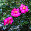 Camellia sasanqua Dazzler