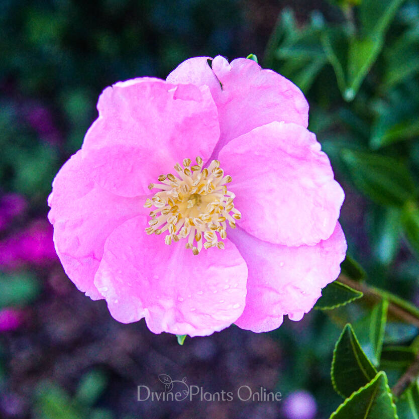 Camellia sasanqua Marie Young