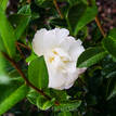 Camellia sasanqua Pure Silk