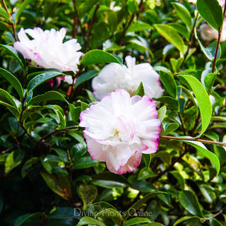 Camellia sasanqua Pure Silk