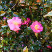 Camellia sasanqua Rose Ann