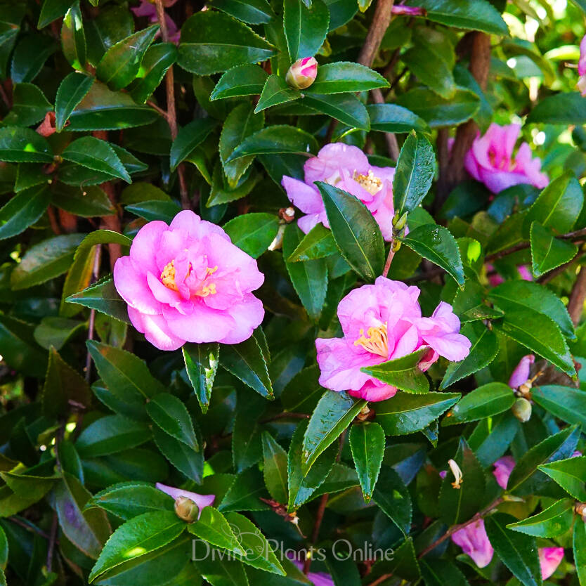 Camellia sasanqua Jennifer Susan – Divine Plants Online Shop