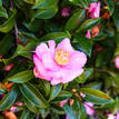 Camellia sasanqua Jennifer Susan