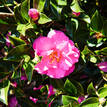 Camellia sasanqua Shishi Gashira