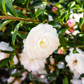 Camellia sasanqua Early Pearly