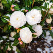 Camellia sasanqua Early Pearly