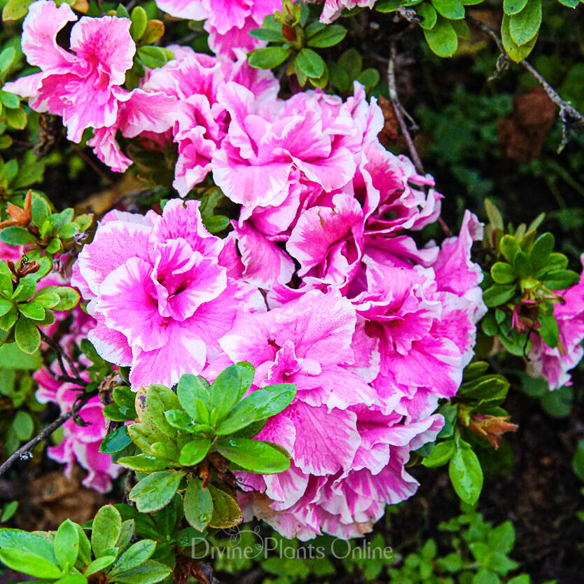 Azalea indica shop
