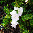 Azalea indica Brides Bouquet