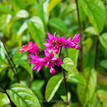 Clerodendrum speciosum