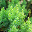 Juniperus chinensis Pyramidalis