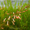 Russelia equisitiformis Tangerine Falls