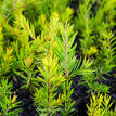 Callistemon Rocky Rambler