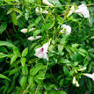 Pandorea jasminoides