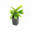 Calathea Louisae Freddy