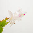 Schlumbergera truncata Zygocactus White