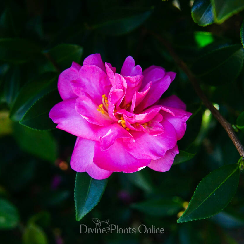 Camellia sasanqua Paradise Hilda