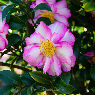 Camellia sasanqua Something Special