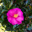 Camellia sasanqua Bonsai Baby