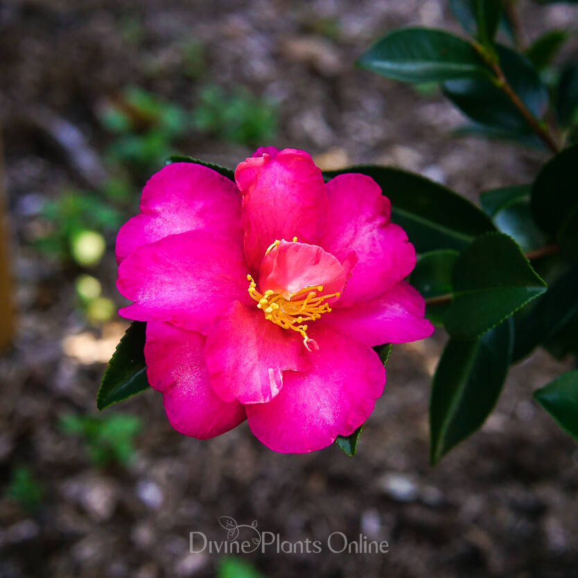 Camellia sasanqua Hiryu