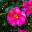 Camellia sasanqua Hiryu