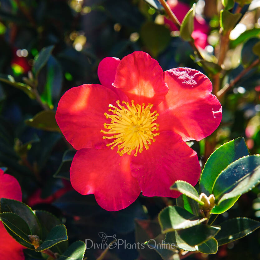 Camellia sasanqua Yuletide