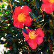 Camellia sasanqua Yuletide