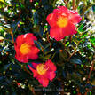 Camellia sasanqua Yuletide