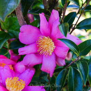 Camellia sasanqua Paradise Glow