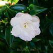 Camellia sasanqua Silver Dollar