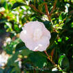 Camellia sasanqua Silver Dollar