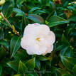 Camellia sasanqua Silver Dollar