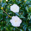 Camellia sasanqua Silver Dollar