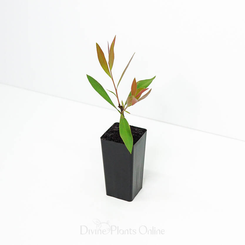 Callistemon Taree Pink Divine Plants Online Shop